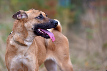 Obraz premium ginger mongrel dog at animal shelter