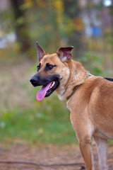 ginger mongrel dog at animal shelter