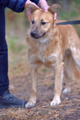 ginger mongrel dog at animal shelter