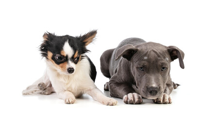 Puppy american staffordshire terrier with chihuahua
