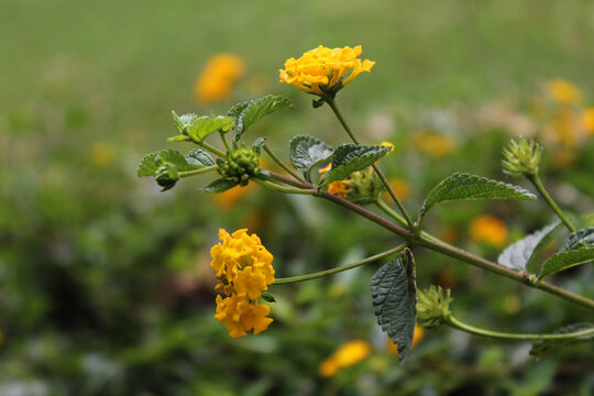 Florece la naturaleza en la primavera