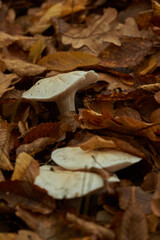 mushrooms in the autumn forest