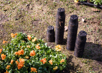 Planting flowers in the park in spring on a sunny day.
