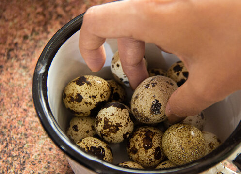 Agarrando huevo de codorniz