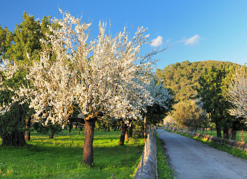 Blooming Almond Tree On A Meadow In An Agricultural Field At A Dirt Road On The Balearic Island Mallorca During A Sunny Day