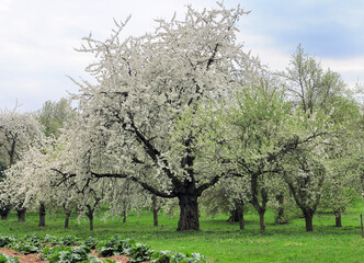 Blooming Apple Trees With White Blossoms On A Green Meadow Near Hofheim Germany During An Overcast Day
