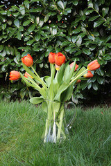tulpen, tulipa, liliengewächse, liliaceae, frühling, tulpenstrauss, blumenstrauss, ostern © Henrike