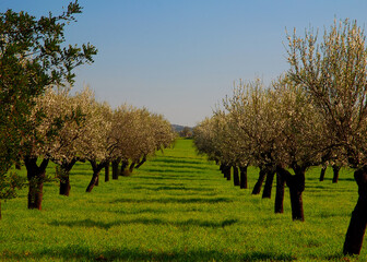 Rows Of Crooked Blooming Almond Trees On A Meadow In An Agricultural Field On The Balearic Island...