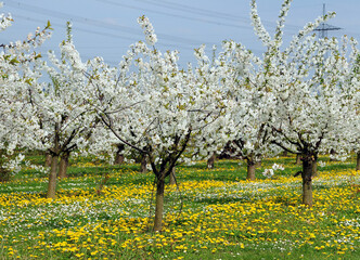 Blooming Apple Trees With White Blossoms On A Meadow Having Yellow Dandelions And White Daisies In Hesse Germany During A Sunny Day