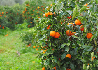 Ripe Oranges Hanging On An Orange Tree On The Balearic Island Mallorca During An Overcast Day