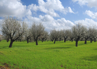 Fototapeta na wymiar Rows Of Crooked Blooming Almond Trees On A Meadow In An Agricultural Field On The Balearic Island Mallorca During A Sunny Day
