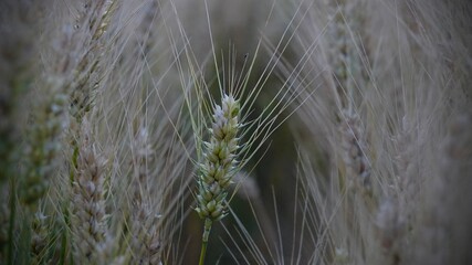 Ears of grain are the basis for our daily bread.