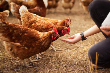 hand feeding several chicken on a farm - obrazy, fototapety, plakaty