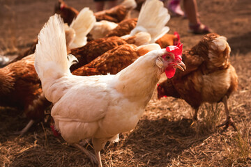 close up of a chicken on a farm with other animals 