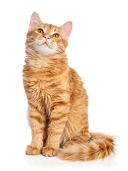 Cute red tabby kitten