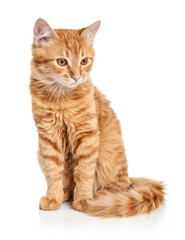 Obraz premium Cute red tabby kitten