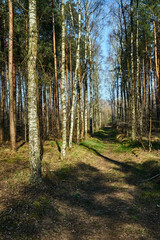 An overgrown path in a mixed forest