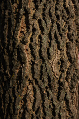 tree bark textures