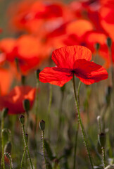 Klatschmohnfeld (Papaver rhoeas)