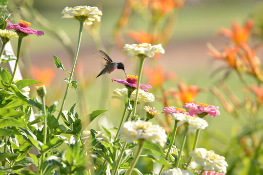 Hummingbirds in the garden with color on the yakima county indian reservation