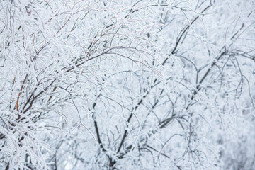 Snow and rime ice on the branches of bushes. Beautiful winter background with trees covered with hoarfrost. Plants in the park are covered with hoar frost. Cold snowy weather. Cool frosting texture.