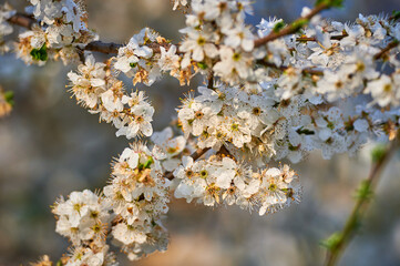 Beautiful nature with flowering tree and sun. Spring flowers with blurred background. Blossom tree over nature background with selective focus