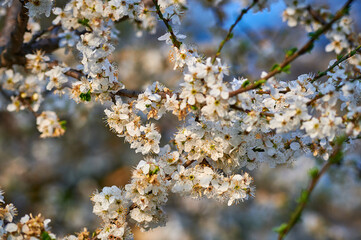 Beautiful nature with flowering tree and sun. Spring flowers with blurred background. Blossom tree over nature background with selective focus