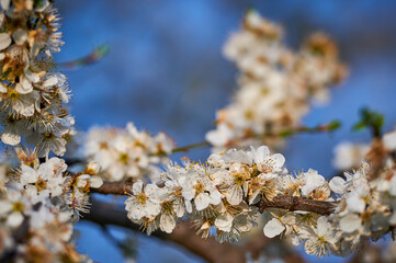Beautiful nature with flowering tree and sun. Spring flowers with blurred background. Blossom tree over nature background with selective focus
