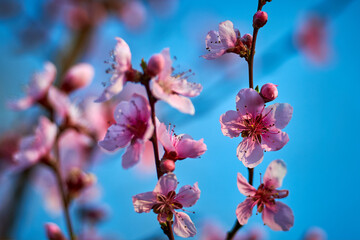 Beautiful nature with flowering tree and sun. Spring flowers with blurred background. Blossom tree over nature background with selective focus