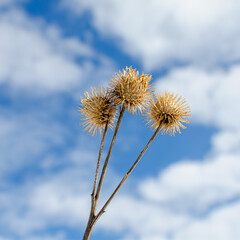 Dry burdock bush against the background of the sky with clouds.
