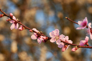 Beautiful nature with flowering tree and sun. Spring flowers with blurred background. Blossom tree over nature background with selective focus