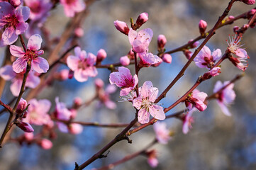 Beautiful nature with flowering tree and sun. Spring flowers with blurred background. Blossom tree over nature background with selective focus