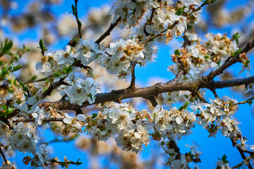 Beautiful nature with flowering tree and sun. Spring flowers with blurred background. Blossom tree over nature background with selective focus