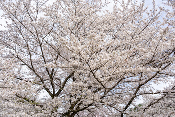 blooming tree