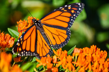 A male Monarch butterfly (Danaus plexippus) with stunning orange and black wings feeds on Butterfly Weed (Asclepsias tuberosa).  Closeup.  Copy space.