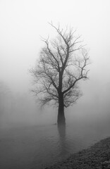 tree in fog
