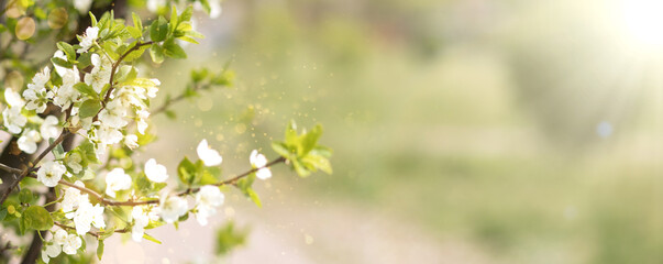 cherry blossom branch. Spring banner with nature. Copy space.