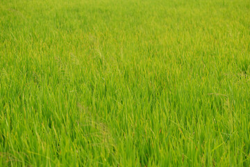 green rice paddy in a sunny day