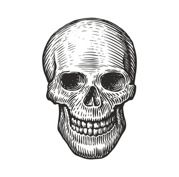 Human skull in vintage gothic style. Engraving sketch vector