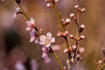 Beautiful nature with flowering tree and sun. Spring flowers with blurred background. Blossom tree over nature background with selective focus