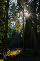 Fototapeta na wymiar Sonnenlicht im Wald