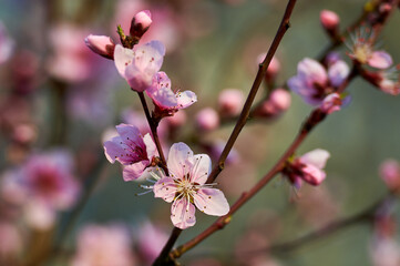 Beautiful nature with flowering tree and sun. Spring flowers with blurred background. Blossom tree over nature background with selective focus