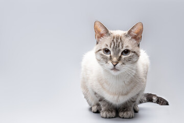 tabby siamese cat portrait isolated over grey background. cat waiting for feed cut out