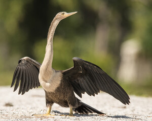 Anhinga bird with open wings on a beach.