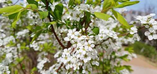 bridal wreath in spring light