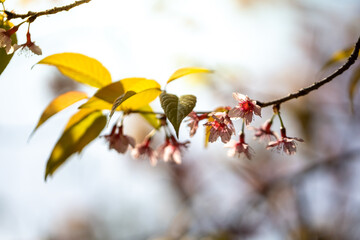 Sakura flowers blooming blossom in Chiang Mai, Thailand