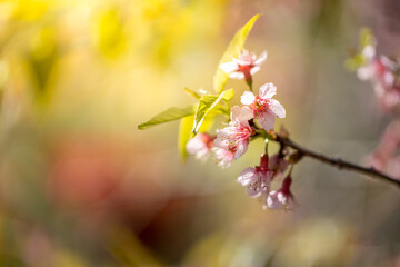 Sakura flowers blooming blossom in Chiang Mai, Thailand