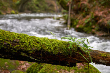 Mossy Log and Mountain Creek. Mountain creek water flowing behind a mossy log in the Pacific Northwest.

