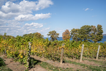 Fototapeta na wymiar Finger Lakes Vineyard on Autumn Afternoon