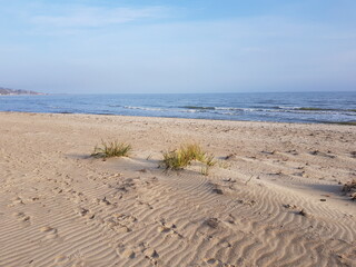 Sandy beach with reed grass. Blue sea and sky.